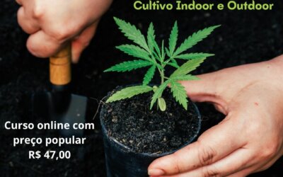 Da semente ao Paciente: curso de cultivo de cannabis.