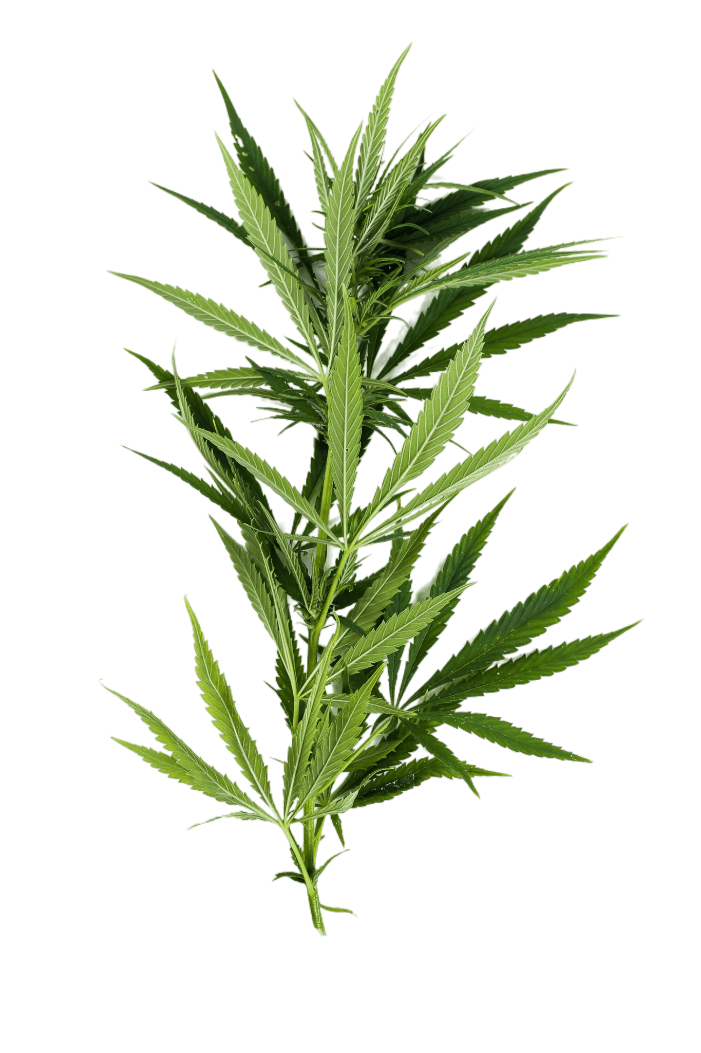 cannabis leaf plant