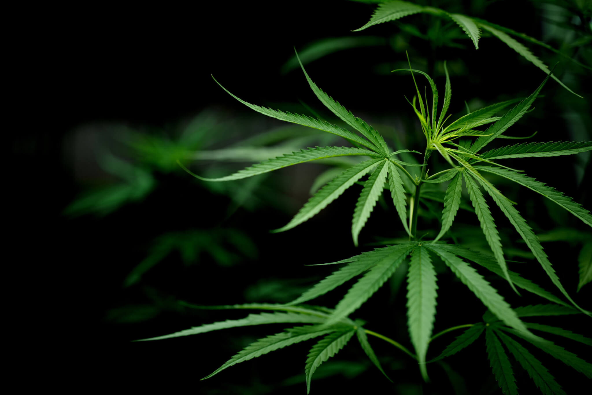 Cannabis marijuana leaf closeup dark background