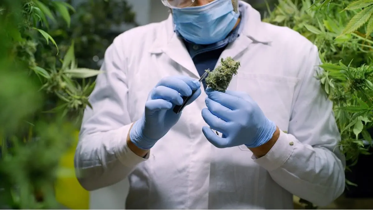 maconha-medicinal voluntarios sbec