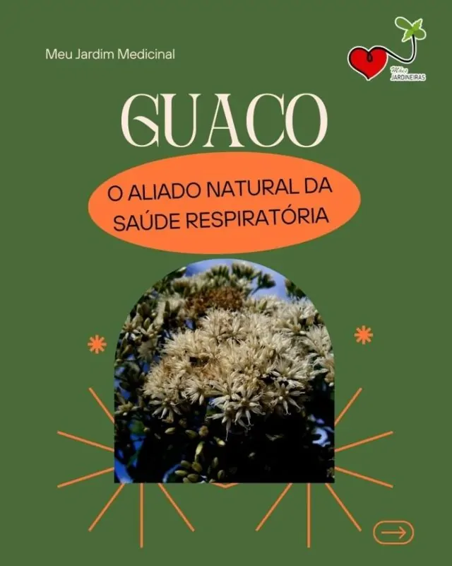 #meujardimmedicinal🌿✨ Guaco: O poder da natureza para a saúde respiratória✨🌿Você já conhece os benefícios do Guaco? Essa planta medicinal é um verdadeiro tesouro da natureza. Além de aliviar tosse, bronquite e sintomas gripais, o guaco tem ação anti-inflamatória e antimicrobiana, podendo ser usado em chás, xaropes e até compressas.No nosso carrossel, ensinamos tudo sobre essa erva poderosa: benefícios, formas de uso, receitas e até como cultivar em casa.Arraste para o lado e descubra!Já usou o guaco antes? Conta pra gente nos comentários 👇#guaco #plantasmedicinais #mulheresemãesjardineiras #precisoplantar #cannabismedicinaljá #sbec #cannabis #cultivocaseiro #meuquintalmedicinal